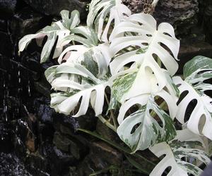 Monstera variegata