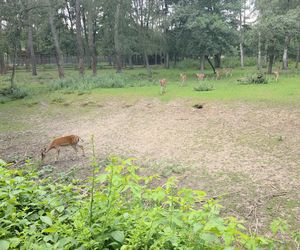 Zaglądamy do mieszkańców bydgoskiego ZOO. Kto mieszka w sercu Myślęcinka?
