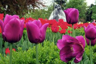 Piękne tulipany obok fontanny Potop [ZDJĘCIE DNIA]