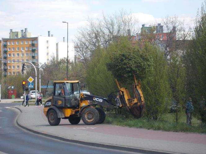 Mieli wycinać, ale przesadzili. Tylko czy klony się przyjmą w nowym miejscu?