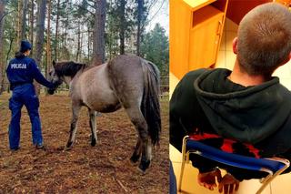 21-latek ukradł konia, a potem się nad nim znęcał! Uderzał zwierzę siekierą 