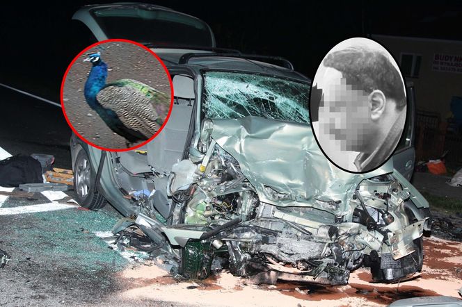 Zginął w wypadku gdy jechał po pawia 