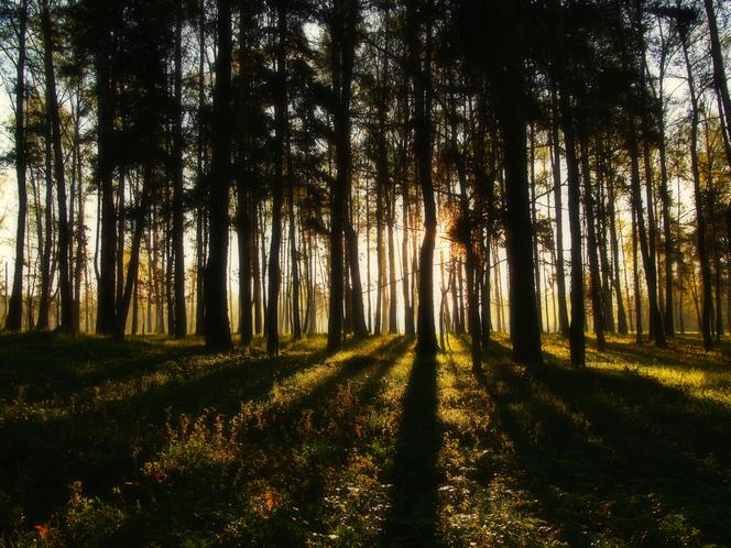 Fotografia jego pasja. Radek Chochół, starachowiczanin opowiada o swojej przygodzie z aparatem