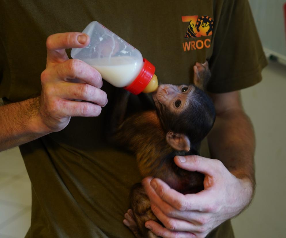 Mały makak z wrocławskiego zoo nie ma mamy. Muszą się nim opiekować pracownicy [ZDJĘCIA]