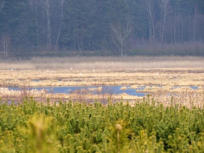   Nowy rezerwat przyrody w warmińsko-mazurskim. "Jezioro Mścin" zapiera dech w piersiach! [ZDJĘCIA]