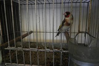 Zamknął w klatkach chronione gatunki ptaków