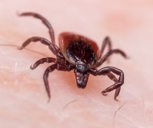 Kleszczowe zapalenie mózgu: objawy i leczenie, powikłania