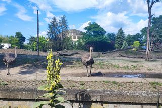 ZOO we Wrocławiu podnosi ceny biletów. Powodem wyższe rachunki za prąd, wodę i ogrzewanie 