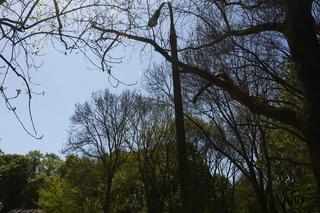 W Parku Skaryszewskim będzie jaśniej i bezpieczniej! Drogowcy wymienią wszystkie latarnie