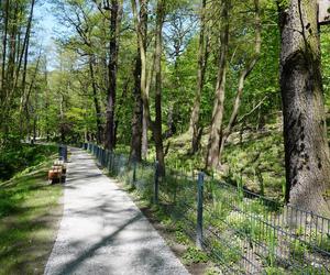 Tak wygląda park w dolinie Ślepiotki w Katowicach