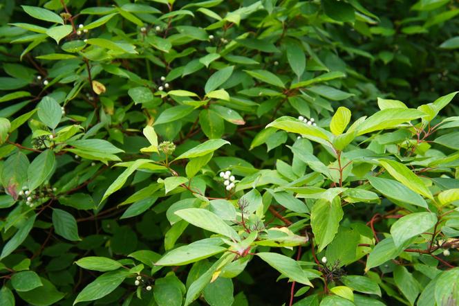 Dereń biały 'Aurea' - Cornus alba ‘Aurea’