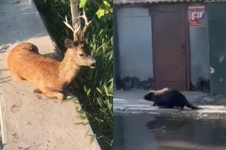 ZOO w Nowej Kachowce całkowicie zalane. Niemal wszystkie zwierzęta zginęły