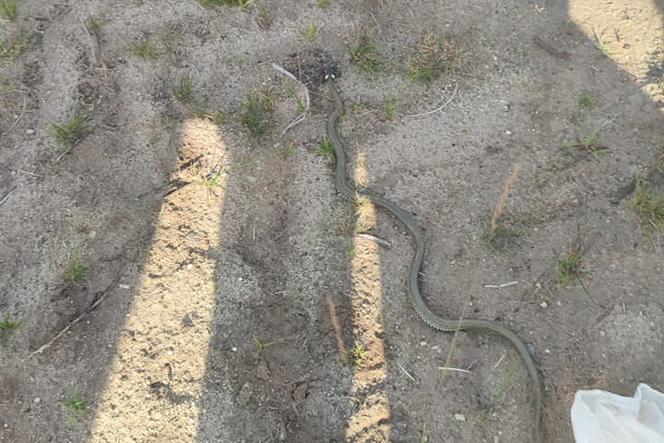 Wąż pod podłogą domku dla dzieci. 11 strażaków łapało węża w Straszęcinie koło Dębicy