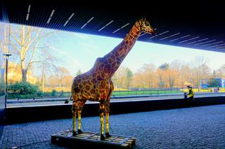 Podświetlone zwierzęta we wrocławskim zoo