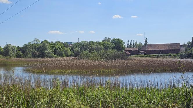 Było, zniknęło i... powróciło. Zobacz magiczne jezioro Track na obrzeżach Olsztyna [ZDJĘCIA]