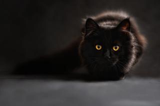 Sennik: kot. Co oznacza sen czarny kot, mały kociak, karmić koty, słyszeć miauczenie kota – co oznaczają te sny?