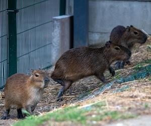 Kapibary przejmują łódzkie ZOO! Do dwóch samic dołączył samiec