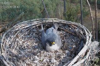Sokoły wędrowne z Doliny Baryczy rozpoczęły sezon. Borek i Zdenka mają już pierwsze jaja 