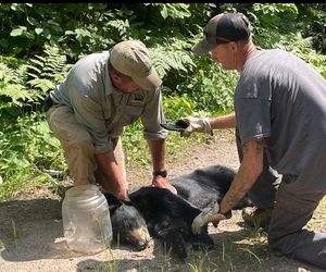  Niewiarygodne spotkanie z niedźwiedziem! Musisz to zobaczyć
