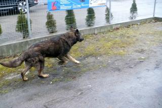 Zastęp strażaków na ratunek suni