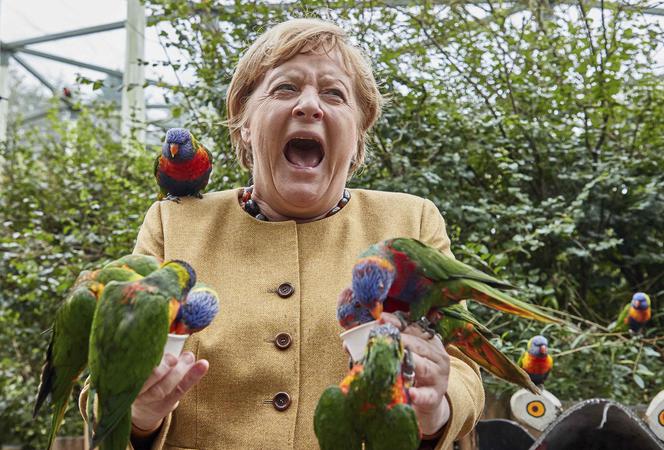 Merkel obsiadły papugi