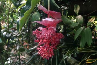 Medinilla wspaniała