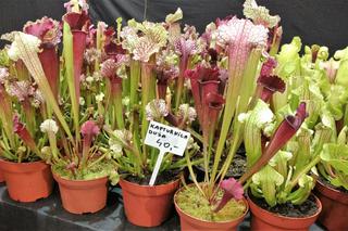 Krwiożercze rośliny opanowały katowicki Spodek! Trwa Festiwal Roślin Owadożernych [ZDJĘCIA, AUDIO]