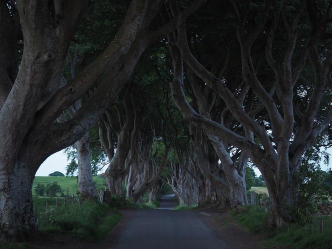 The Dark Hedges w Irlandii Północnej 