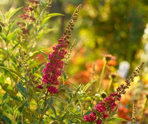 Budleja Dawida (Buddleja davidii) 