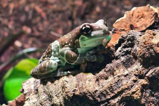 Oto nowi mieszkańcy chorzowskiego ZOO!