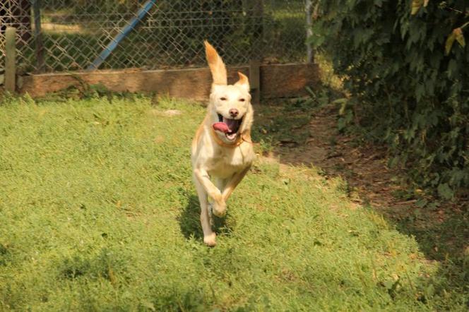 PIES DO ADOPCJI - Bella