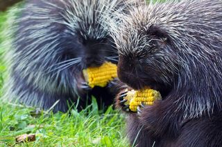 Orzechy i żołędzie. Zbiórka dla zwierząt z gdańskiego zoo