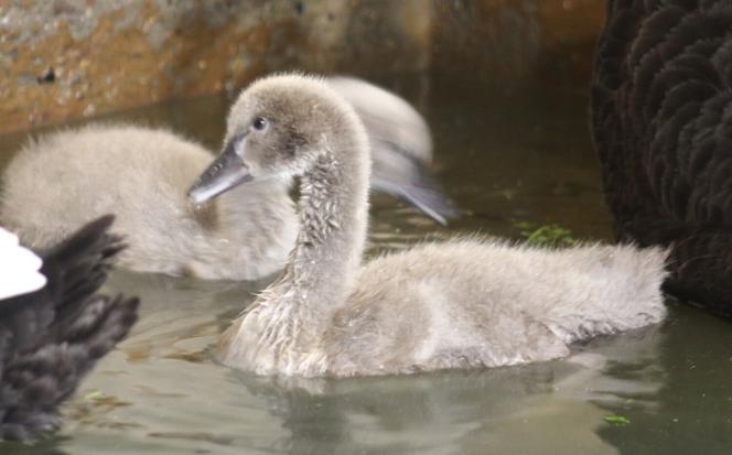 Maluszki w warszawskim ZOO