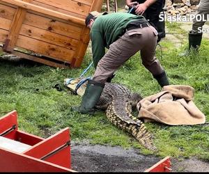 Sosnowiec. Na posesji w dzielnicy Pogoń trzymał dwa krokodyle. Jeden nie żyje