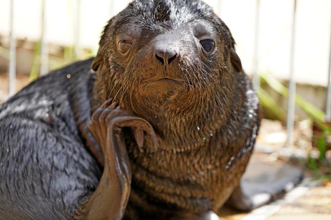 W ZOO Wrocław na świat przyszedł prawdziwy MODEL! Zobaczcie, jak pozuje młodziutki kotik