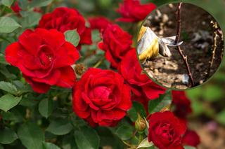 Cięcie róż na wiosnę - terminy i zasady cięcia