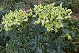 Ciemiernik cuchnący