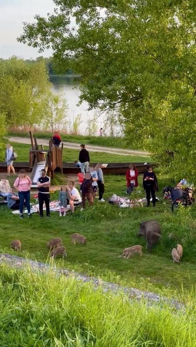 Zobaczcie tylko, co oni robią! Nagranie znad Wisły niesie się po sieci. Chwile grozy podczas rodzinnego pikniku