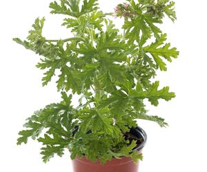 Pelargonia pachnąca (Pelargonium graveolens) - uprawa, pielęgnacja, zastosowanie