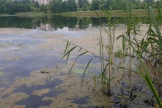 Jezioro Długie w Olsztynie zostanie oczyszczone z nadmiaru moczarki