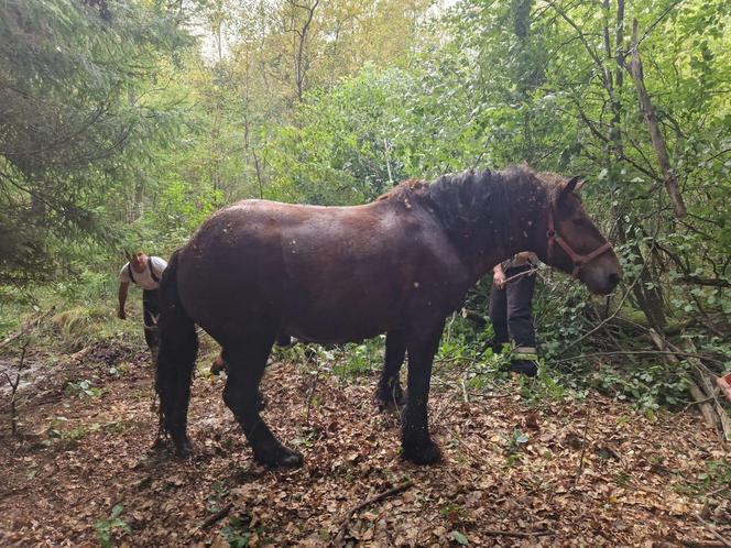 Nietypowe interwencje służb. Strażacy-ochotnicy uratowali stado koni, a strażnicy miejscy sarenki