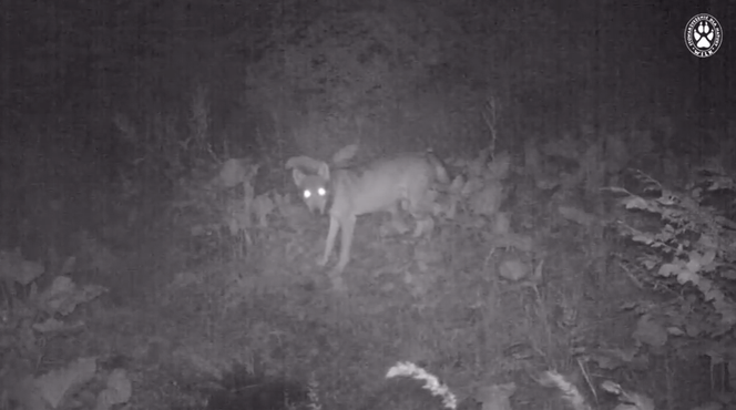 Wilki w Beskidzie Żywieckim