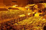 Gigantyczna plantacja marihuany