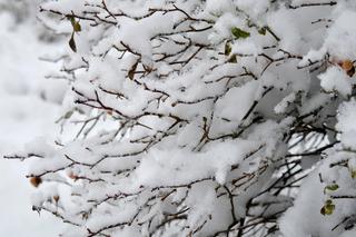 Był śnieg, teraz czas na burze śnieżne? Fatalna prognoza długoterminowa na marzec