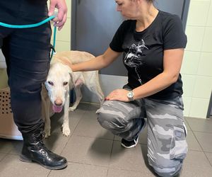 Mówią o niej Pusia, bo wyobrażają sobie, że kiedyś była puszystym szczeniakiem. Teraz ma skrajną niedowagę, zaćmę. To zrobił jej człowiek