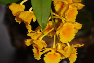Storczyk Dendrobium