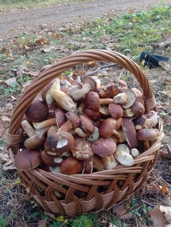 Prawdziwe skarby jesieni. Listopad to idealny czas na grzyby w Świętokrzyskiem? [Zdjęcia Waszych zbiorów]