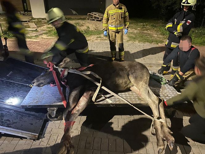 Łoś zawisł na ogrodzeniu. Akcja ratunkowa w Świdniku. "Nie było czasu, aby przewozić go do lecznicy"