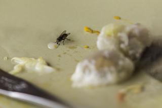 Muchy domowe mogą przenosić groźne drobnoustroje