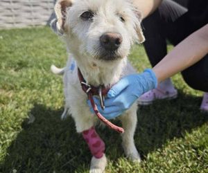  „Brudny i zaniedbany”. Kto przywiązał psa do drzewa? Policja pilnie szuka sprawcy